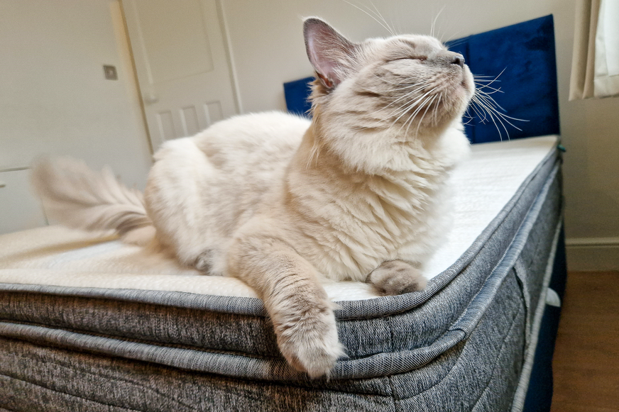 cat lying on origin hybrid mattress